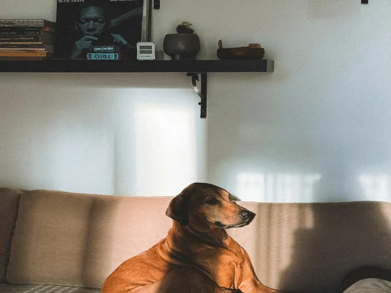 A happy dog relaxing on a cosy couch in a sunlit home — Play, Paws, Repeat dog care in Rotherham